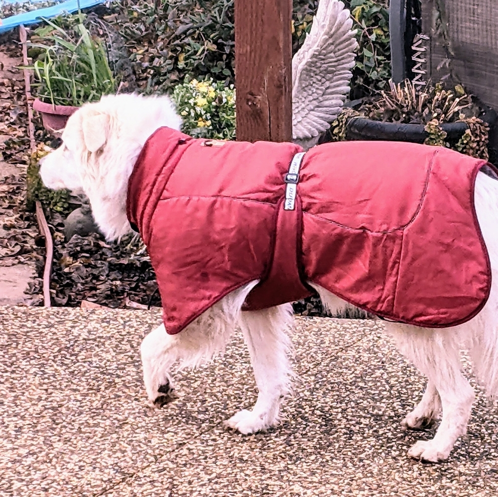 Red dog coat